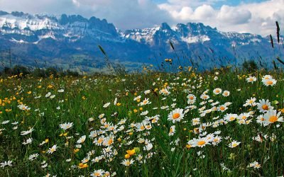 Cual es el primer paso a dar en la ley de la 2ª oportunidad